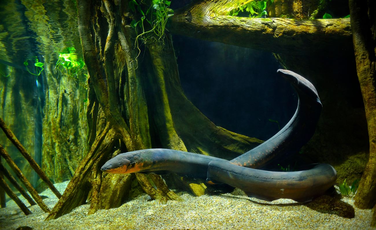 Exploring the Flawlessness of Nature – The Shocking Wonders of the Electric Eel