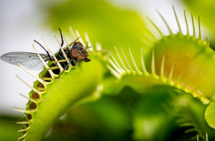  Exploring the Flawlessness of Nature: The Enigmatic Venus Flytrap