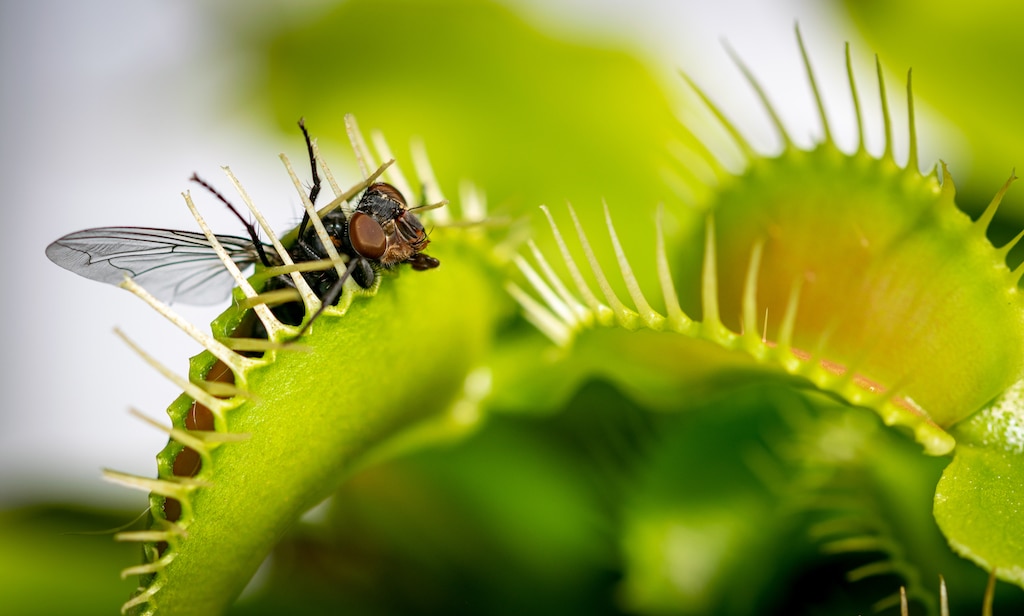 Exploring the Flawlessness of Nature: The Enigmatic Venus Flytrap