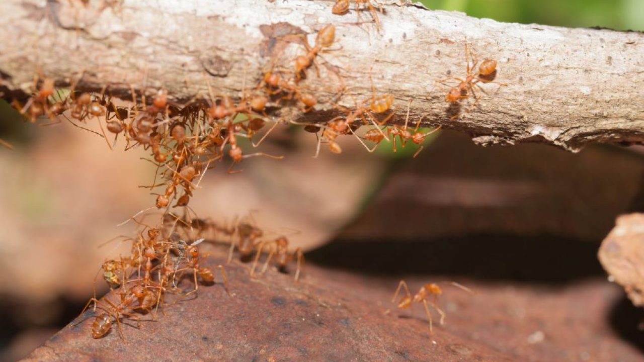 Exploring the Flawlessness of Nature – Wonders of Ant Societies