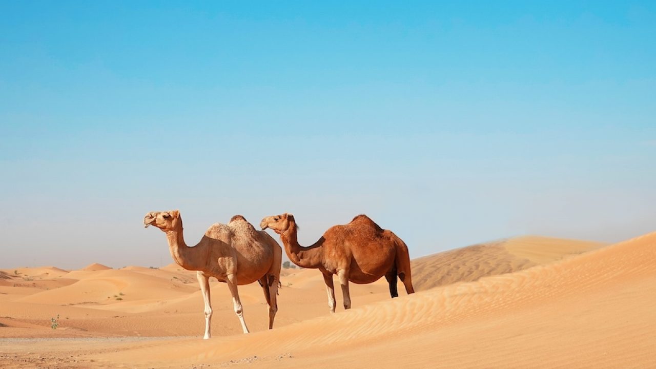 Exploring the Flawlessness of Nature: The Majestic Camel