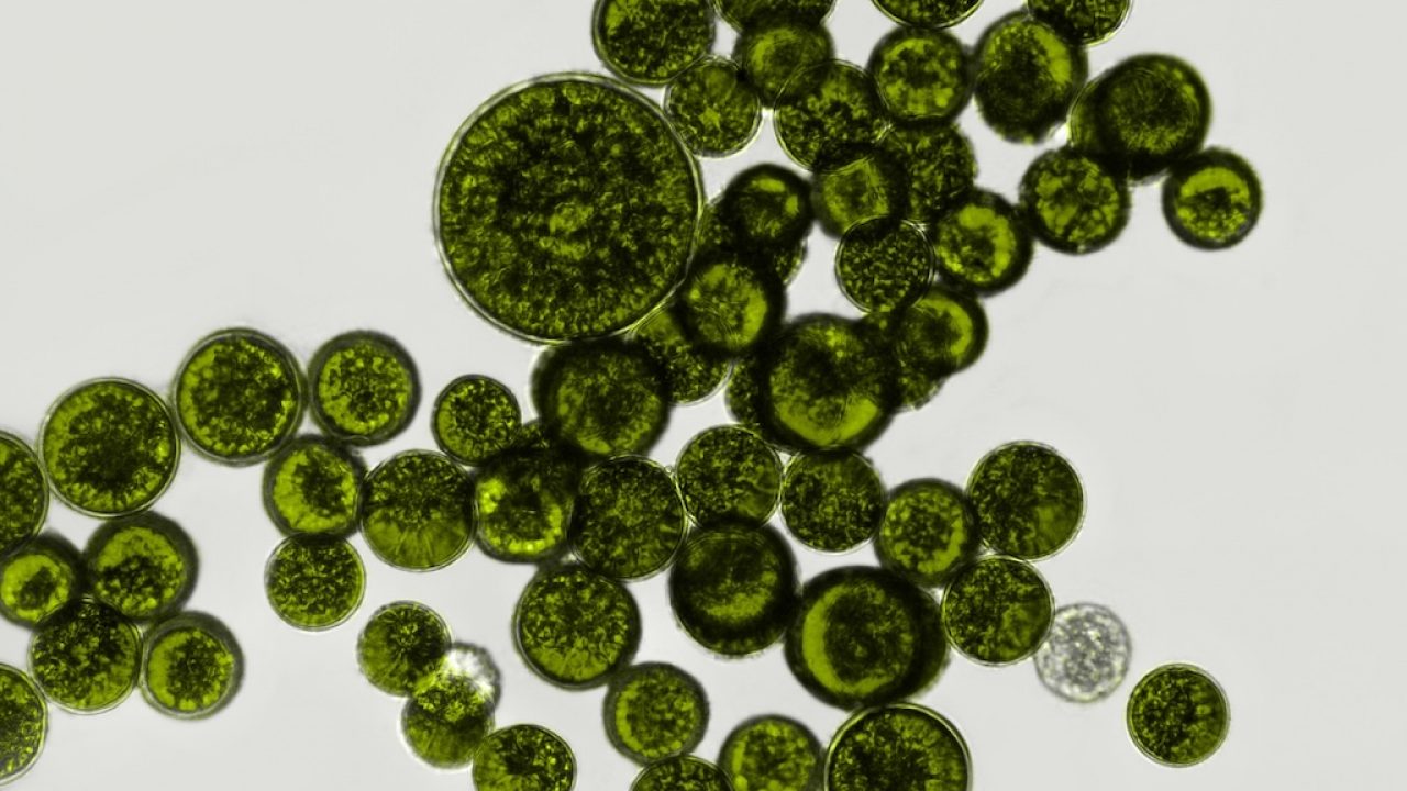 Exploring the Flawlessness of Nature: The Marvel of Microbial Magic