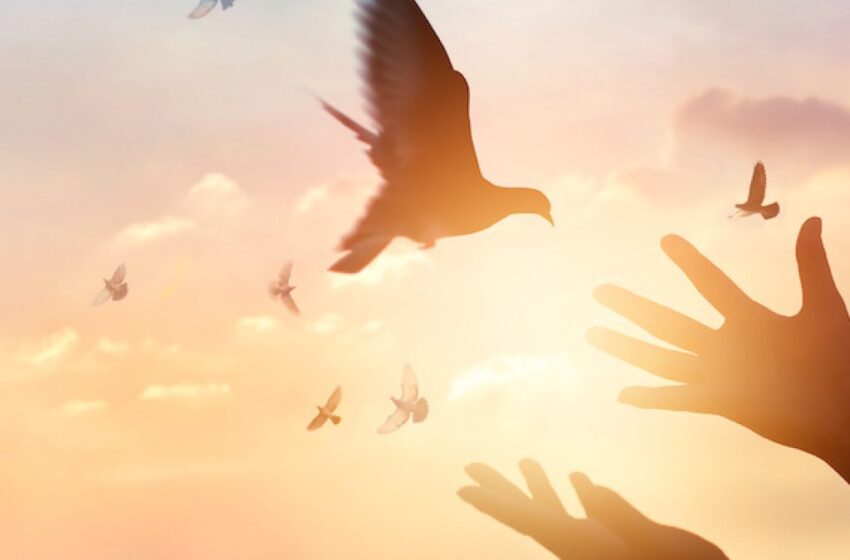 The Holy Prophet Muhammad (sa) and the Case of the Mother Bird
