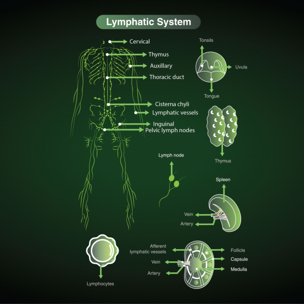 Exploring The Flawlessness of Nature: The Lymphatic Wonder