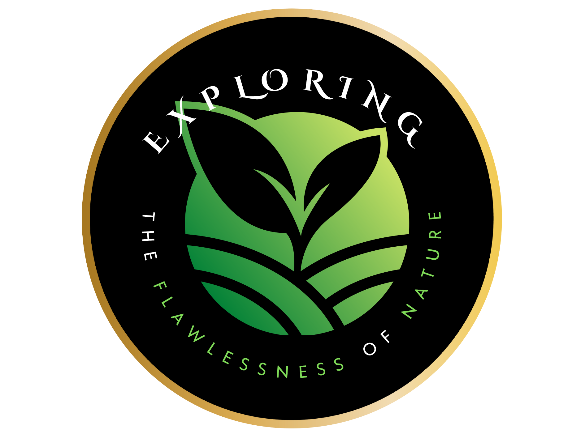 Exploring the Flawlessness of Nature – The Charismatic Leaf Insect