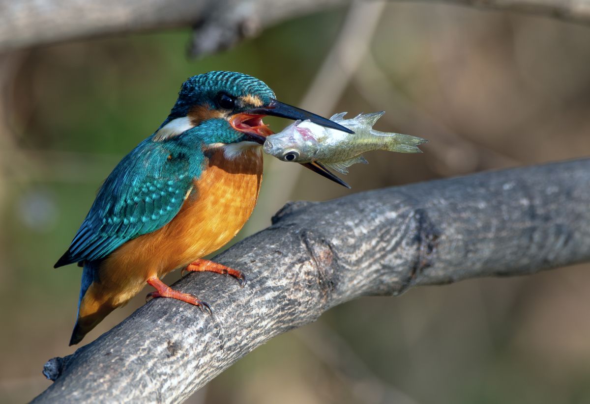 Exploring the Flawlessness of Nature – The Kingfisher’s Secret